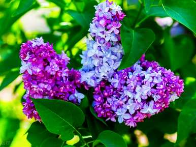 如何种植丁香花，丛生丁香花种植基地