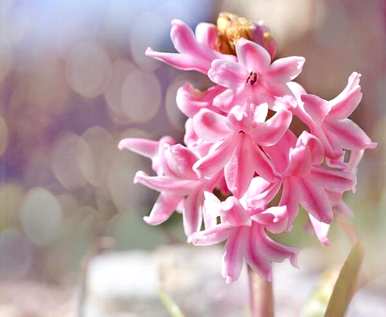 风信子花语是什么意思？风信子花语的唯美句子是什么？