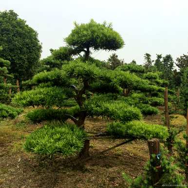 简要介绍松树的特点，简要介绍松树