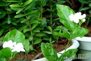 茉莉花语是什么意思？玫瑰和茉莉花语是什么？