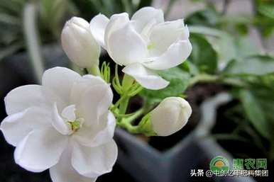 茉莉花语是什么意思？玫瑰和茉莉花语是什么？