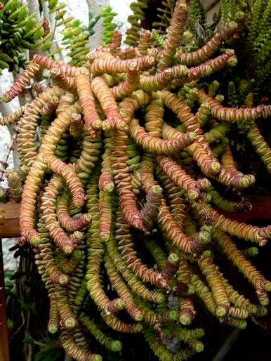 家里光线不好能养的多肉植物，家里养多肉植物好吗？