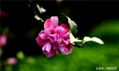 芙蓉花的寓意和象征图文，芙蓉花象征着什么样的人