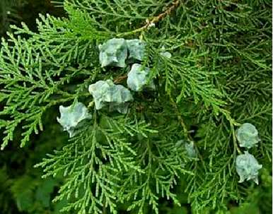 苏铁是裸子植物吗？裸子植物有哪些种类？