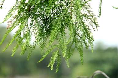 苏铁是裸子植物吗？裸子植物有哪些种类？