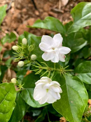 茉莉花夏天怎么养？茉莉花夏天要遮阳吗？