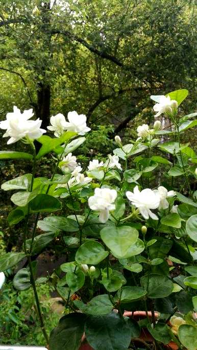 茉莉花夏天怎么养？茉莉花夏天要遮阳吗？