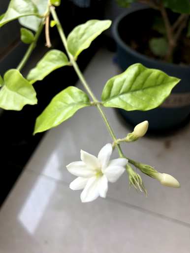 茉莉花夏天怎么养？茉莉花夏天要遮阳吗？