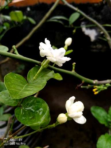 茉莉花夏天怎么养？茉莉花夏天要遮阳吗？