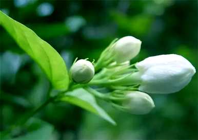 如何写白茉莉花语，白茉莉花语是什么意思？