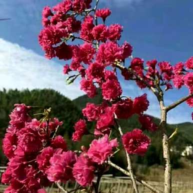 什么时候种樱花树比较好，种樱花树的前景如何？