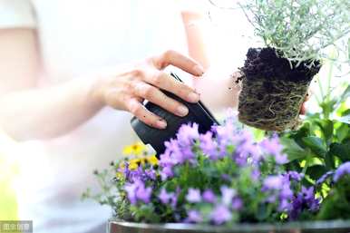 院子里种什么植物驱蚊，什么植物可以驱蚊？