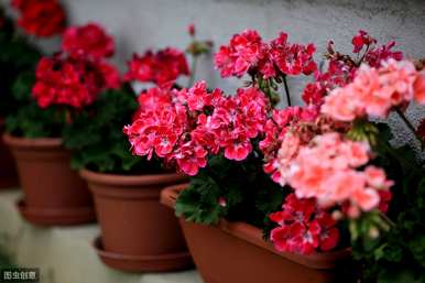 院子里种什么植物驱蚊，什么植物可以驱蚊？