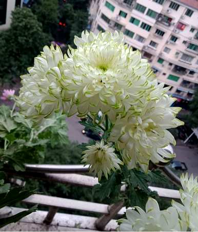 阳台上养什么花和植物好，阳台上养什么花和植物好