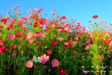 格桑花象征着什么意义，格桑花象征着什么？