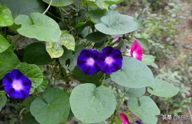 如何在家里种植牵牛花种子，什么时候种植牵牛花种子