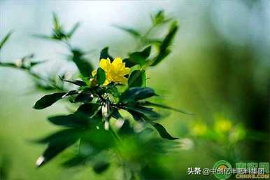 迎春花何时开花，迎春花何时开花