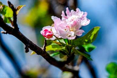 海棠花的花语是什么？紫色海棠花的象征