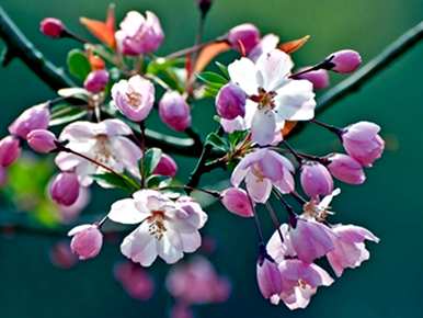 海棠花怎么养才能开花？