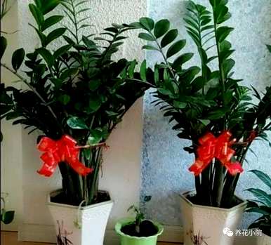 什么绿色植物适合放在家里，什么绿色植物适合放在家里？