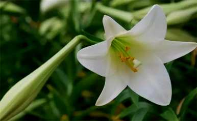 百合花代表什么意思，百合花代表什么意思？百度