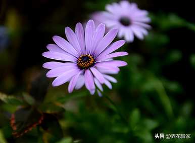 雏菊的花语是什么，雏菊的花语是什么