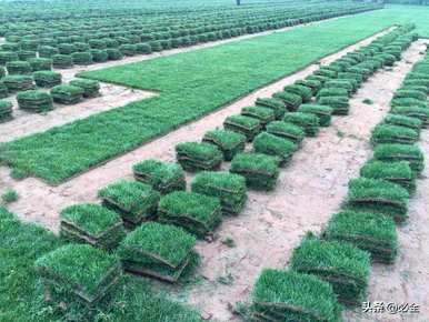 钥曞湴绉嶆如何种植钻石、草皮？