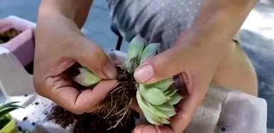 沐叶多肉植物修剪，如何修剪多肉植物