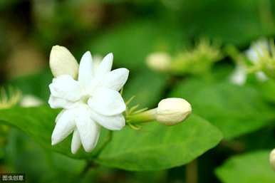 什么是防蚊植物和花卉，什么植物适合在家里种植？