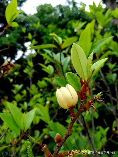 含笑花的花语是什么？含笑花的花语是什么？