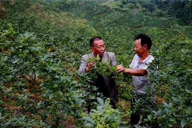 怎样种植花椒？绉嶆鏁堢泭