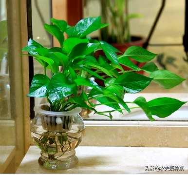 哪些室内水生植物容易饲养，适合室内水生植物