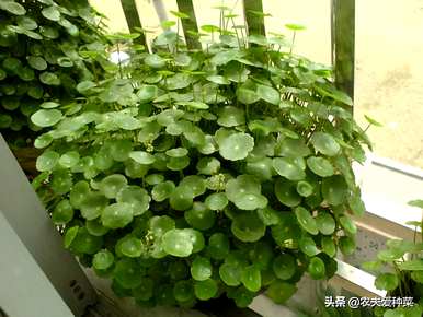 哪些室内水生植物容易饲养，适合室内水生植物