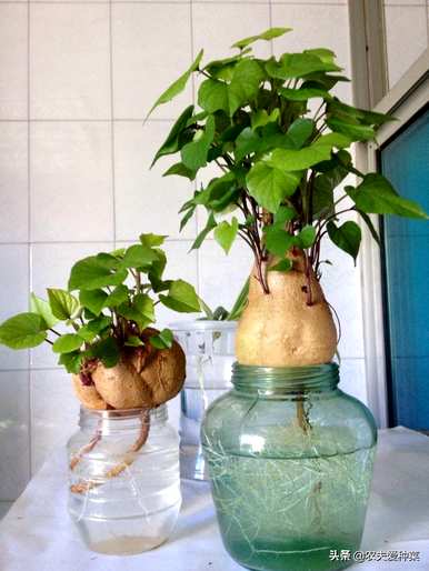 哪些室内水生植物容易饲养，适合室内水生植物