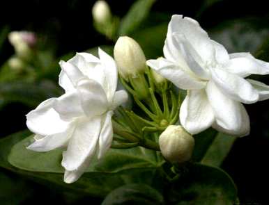 茉莉花几个月开花什么土壤养殖最好，茉莉花几个月开花