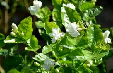 茉莉花几个月开花什么土壤养殖最好，茉莉花几个月开花