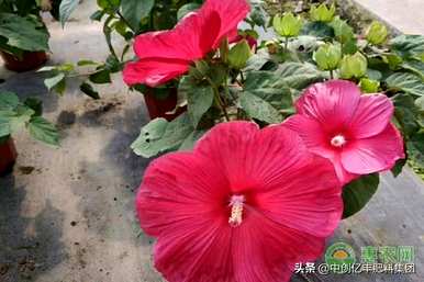 芙蓉花语是什么，芙蓉花语是什么？