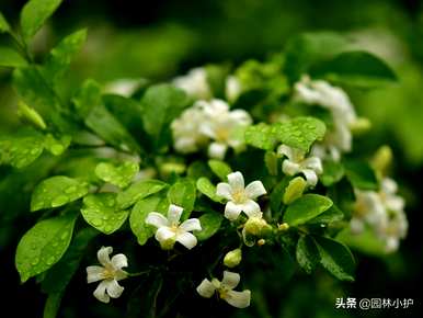 什么花香味好闻持久，什么花香味最适合室内