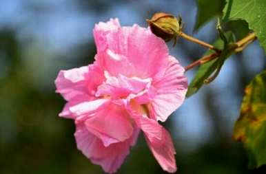 芙蓉花什么季节开花，芙蓉花幼苗开花多少？