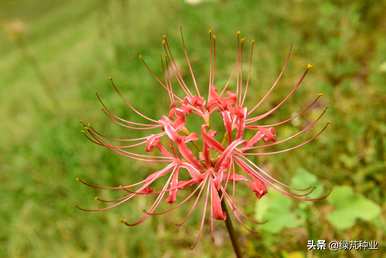 彼岸花什么时候开花，彼岸花什么时候开花