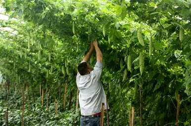 十二月份能种苦瓜吗？六月份能种苦瓜吗？