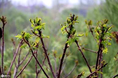 红油香椿种植市场，红油香椿如何种植？