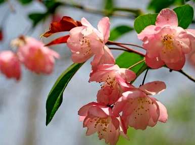 海棠花何时开花，何时结果，海棠花何时开花