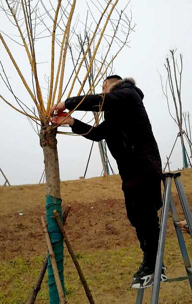 黄金槐的繁殖方法和栽培技术，黄金槐的种植前景如何？