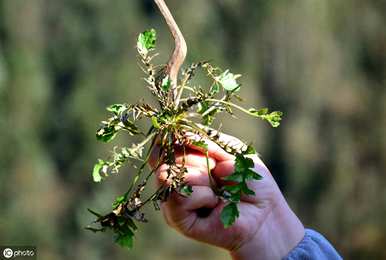 野菜的种植时间和方法、种植方法和注意事项