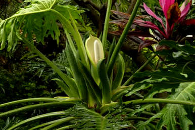 阳台种什么植物好风水，阳台种什么植物好