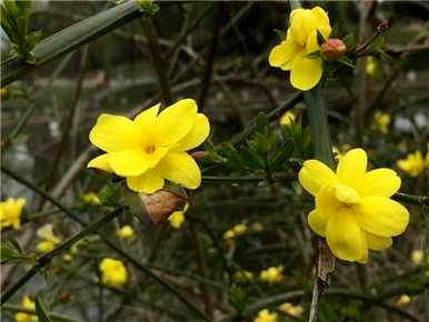 迎春花盆景养殖法，迎春花盆景养殖法