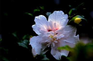 芙蓉花的花语是什么？芙蓉花的花语全集