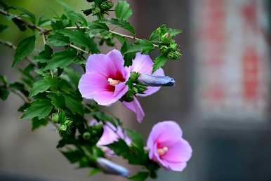 芙蓉花的花语是什么？芙蓉花的花语全集