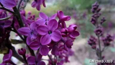 丁香花何时开花，丁香花何时开花